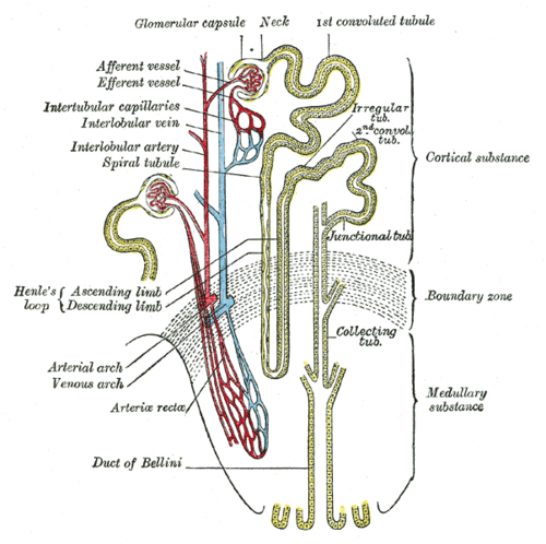 Afferent arterioles